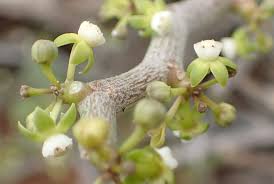 Image result for Cynanchum gerrardii