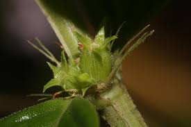 Image result for Hexasepalum sarmentosum