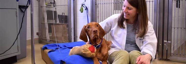 Comprehensive Cancer Care – University of Pennsylvania, School of Veterinary  Medicine