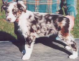 Image result for Harlequin Color Change