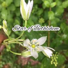 Star Of Bethlehem Dame De Onze Heures Fleurs De Bach 29 Youtube En 2020 Fleurs De Bach Fleurs Bach