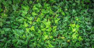 Cover the affected area with a layer of insulation. How To Get Rid Of Ivy Ace Garden Services
