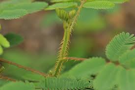 Image result for Mimosa diplotricha