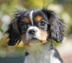 Cassie The Cavalier King Charles Spaniel Pictures 36534 Cavalier King Charles King Charles Cavalier Spaniel Puppy Cavalier King Charles Spaniel