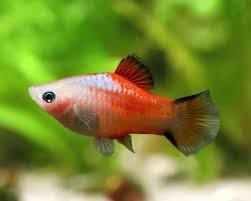 Image result for Platycaulos mahonii