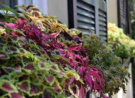 We did not find results for: Flowers For Window Boxes Sun And Shade Loving Plants The Old Farmer S Almanac