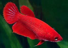 epingle sur betta fish