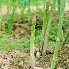 Image result for Asparagus psilurus