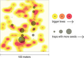 Image result for Strombosiopsis tetrandra