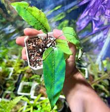 Image result for Diplazium