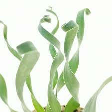 Image result for Cyrtanthus galpinii