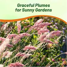 Image result for Melinis nerviglumis