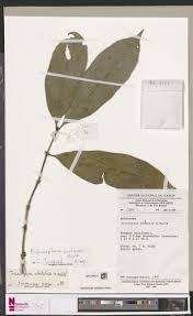 Image result for Belonophora