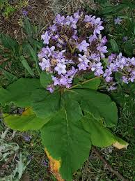 Image result for Wigandia urens