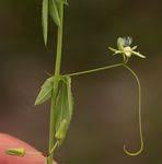 Image result for Basananthe apetala