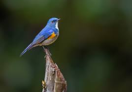 Yabbies are found in swamps, streams. Photographing The Birds Of Enchanting Sikkim