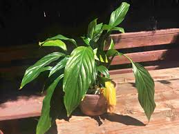 Its leaves and stems will droop if it's not getting enough water. The Ultimate Guide To Peace Lily Care Earth Com