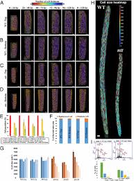 Of cell wall growth some of the largest organisms on earth are plants and this achievement is based largely on the growth and mechanics of the plant cell wall. Growth Dynamics Of The Arabidopsis Fruit Is Mediated By Cell Expansion Pnas