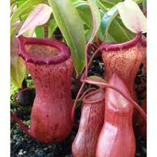 Among the most interesting of all plants, n.ventricosa is the easiest nepenthes to grow. Nepenthes Ventricosa Seeds Highland Nepenthes Seeds