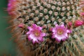 Photos and care info for a wide range of succulents. When Do Cacti Flower Cactus Bloom Times And Conditions