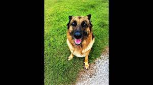 Chien qui aboie dog barking. Chien Qui Aboie Fort Dans Jardin Bouchez Vos Oreilles Friska Le Berger Allemand Youtube