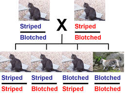 Cat Coats And Genes Understanding Genetics