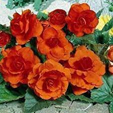 Begonia Hanging Baskets Growing And Care Of Hanging Begonias Flower Seeds Flowers Begonia