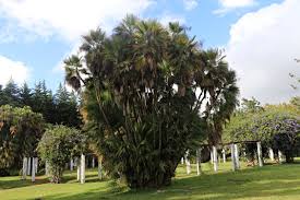 Image result for Acoelorrhaphe wrightii