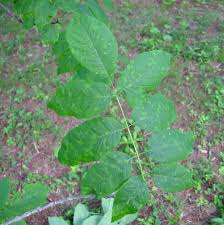 Image result for Fraxinus americana