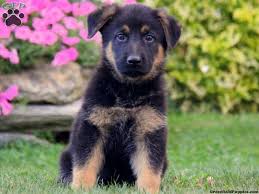 Pine hill german shepherd dogs moved from a suburb of valley forge to the scenic rolling countryside of berks county pa. Page Not Found German Shepherd Puppies German Shepherd Puppies