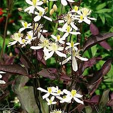 Image result for Clematis pulchra