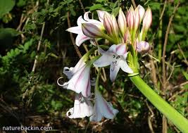 Image result for Crinum macowanii