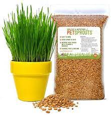 Wheatgrass Seeds Organic Cat Grass Seeds Hard Red Wheat Two Pounds Nongmo Chemicalfree Usa Grown Bulk 2 Lbs Wheat Grass Seeds Cat Grass Hard Red Wheat