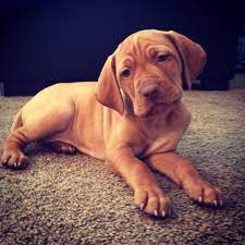 See puppy pictures, health information and reviews. My Beautiful Vizsla 6 Weeks Old Penni Vizsla Vizsla Dogs Hungarian Dog