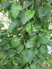 Image result for Basella paniculata