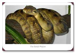 The Top 10 Largest Snake In The World Everything Is Under Ten