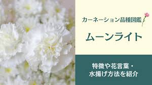 ムーン ライト 花