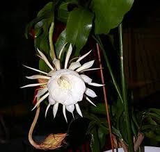 Epiphyllum Wikipedia The Free Encyclopedia Kunstplanten Bananenplanten Binnen Vetplanten