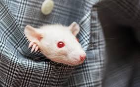 Do you know how to properly contain them, and what is needed for this? White Rat With Red Eyes In His Pocket Wallpapers And Images Wallpapers Pictures Photos