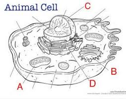 Little cell structures that have specific functions and are found in eukaryotes. Quiz Cell Structure And Function Practice Quiz D