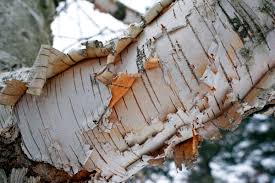 Image result for tree bark