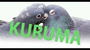 Guvercin Kuruma Hastaligi Gercekte Nedir Youtube