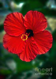 Pin On Beautiful Flowers