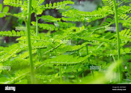 Image result for Phyllanthus ovalifolius