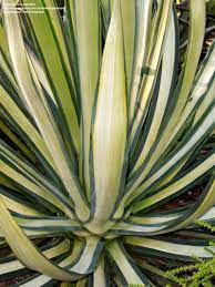 Maybe you would like to learn more about one of these? Plantfiles Pictures Agave Sisal Agave Hemp Agave Century Plant Maguey Mediopicta Agave Sisalana By Palmbob