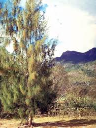 Image result for Casuarina junghuhniana