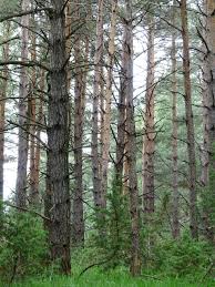 Maybe you would like to learn more about one of these? Kiefernwald Wald Baume Kostenloses Foto Auf Pixabay