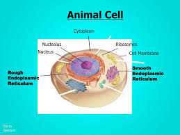 Maybe you would like to learn more about one of these? Do Now Write Down Anything You Know About The Cell Ppt Video Online Download
