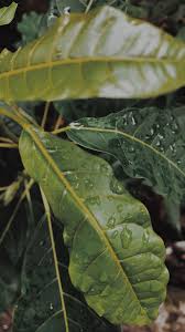 Tunjukkan kepribadianmu dengan background keren kualitas hd, pilih dari 2.000 latar belakang gratis, beragam background ppt keren menakjubkan. Pin Oleh Sakinah Sulaiman Umar Di Mentahan Foto Alam Fotografi Tanaman