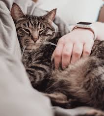 Any cat owners out there ever experienced this? How To Stop Your Cat From Waking You Up At Night Cat Clinic